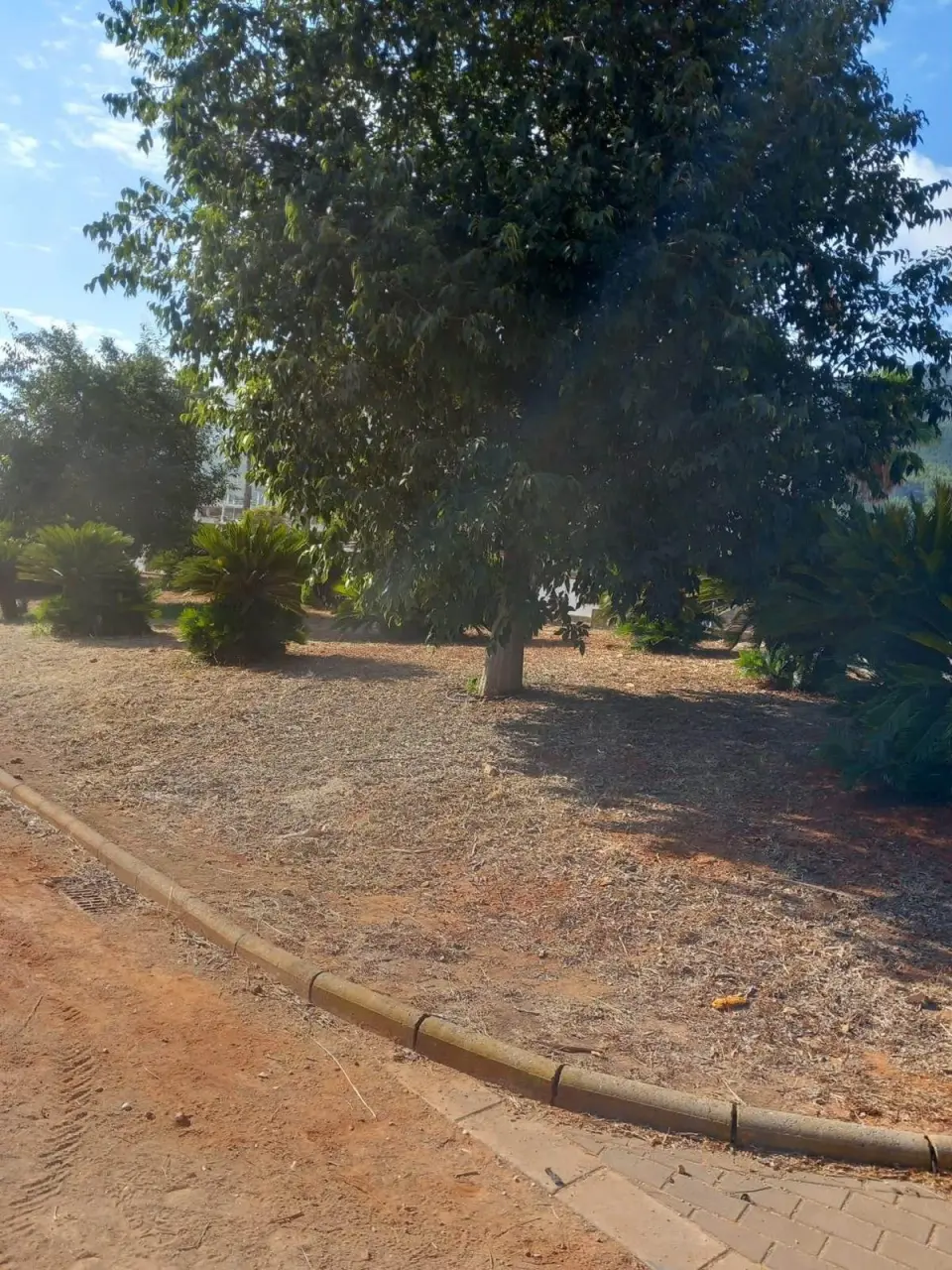 Dénia si presenta come città verde, ma le sue foto mostrano un'altra realtà: quale modello di aree verdi vuole la città?