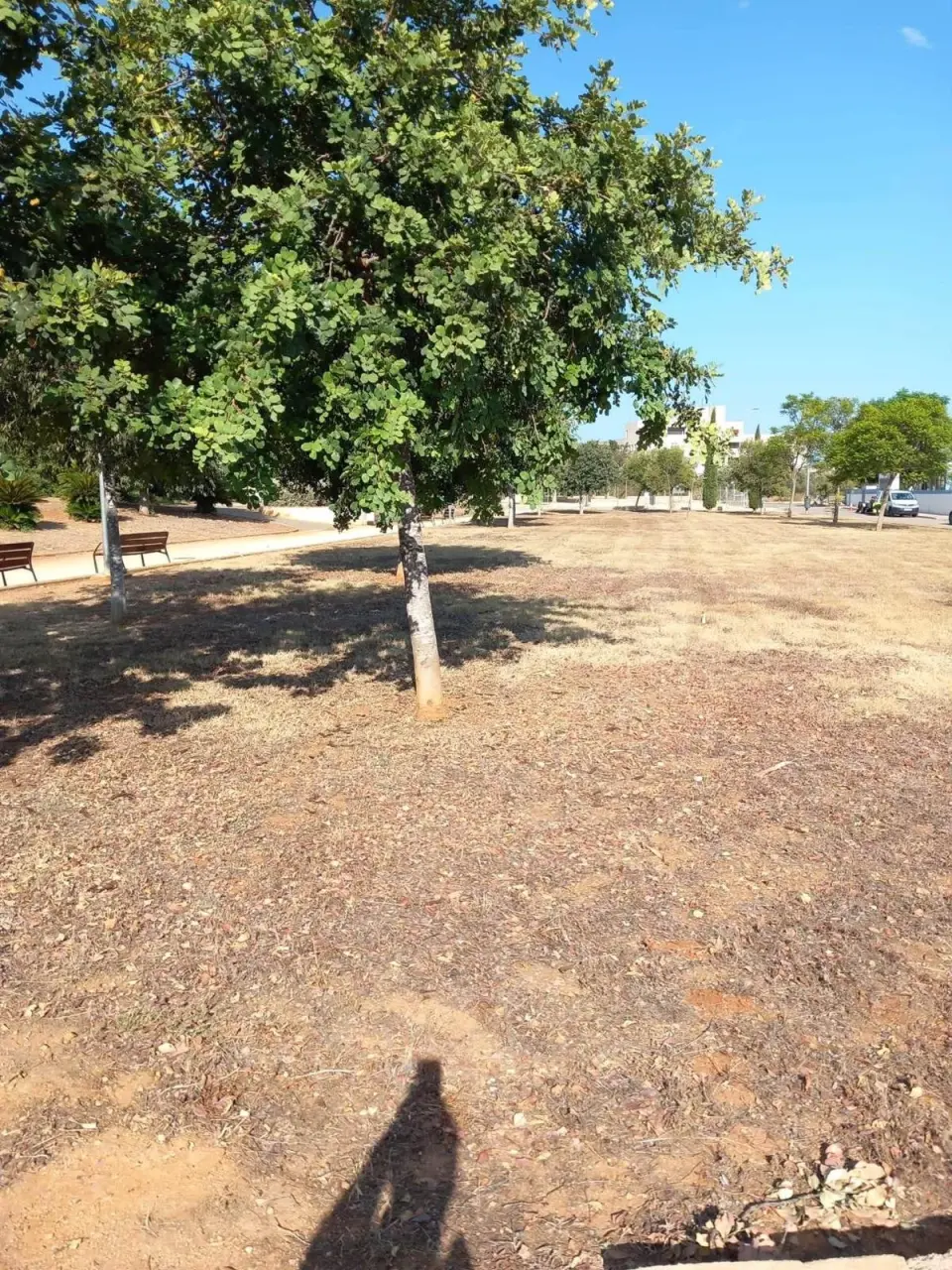 Dénia si presenta come città verde, ma le sue foto mostrano un'altra realtà: quale modello di aree verdi vuole la città?