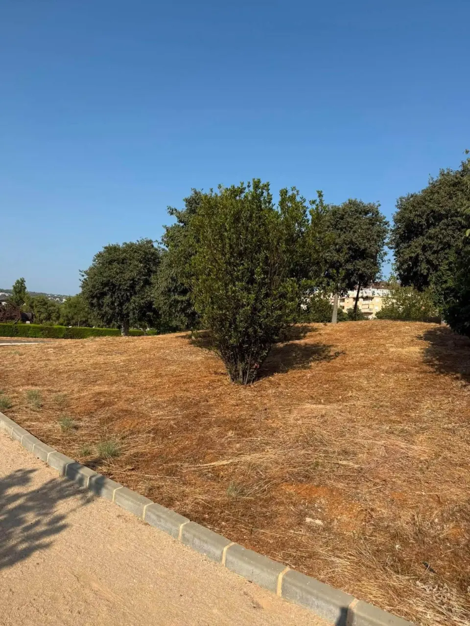 Dénia si presenta come città verde, ma le sue foto mostrano un'altra realtà: quale modello di aree verdi vuole la città?